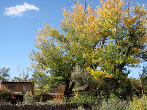 Cottonwood Pink House partial