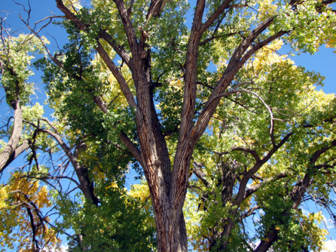 When the leaves are flying in the autumn, they gather together, all the delicate ones, meeting in the big trees…