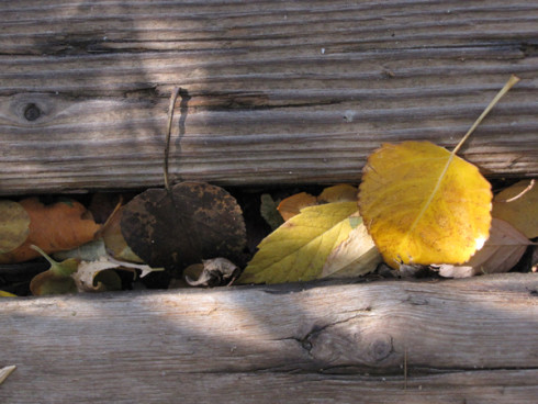 Cottonwood leaf wooden steps