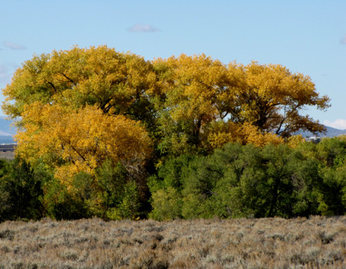 Cottonwood stand off Salazar & Chamisa