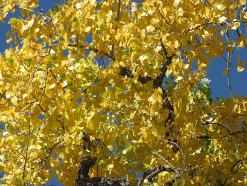 Cottonwood yellow leaves branches