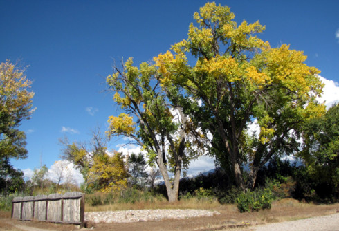 Cottonwoods Labrinth