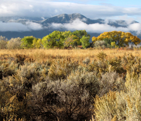 Cottonwoods & Mtn chez nous